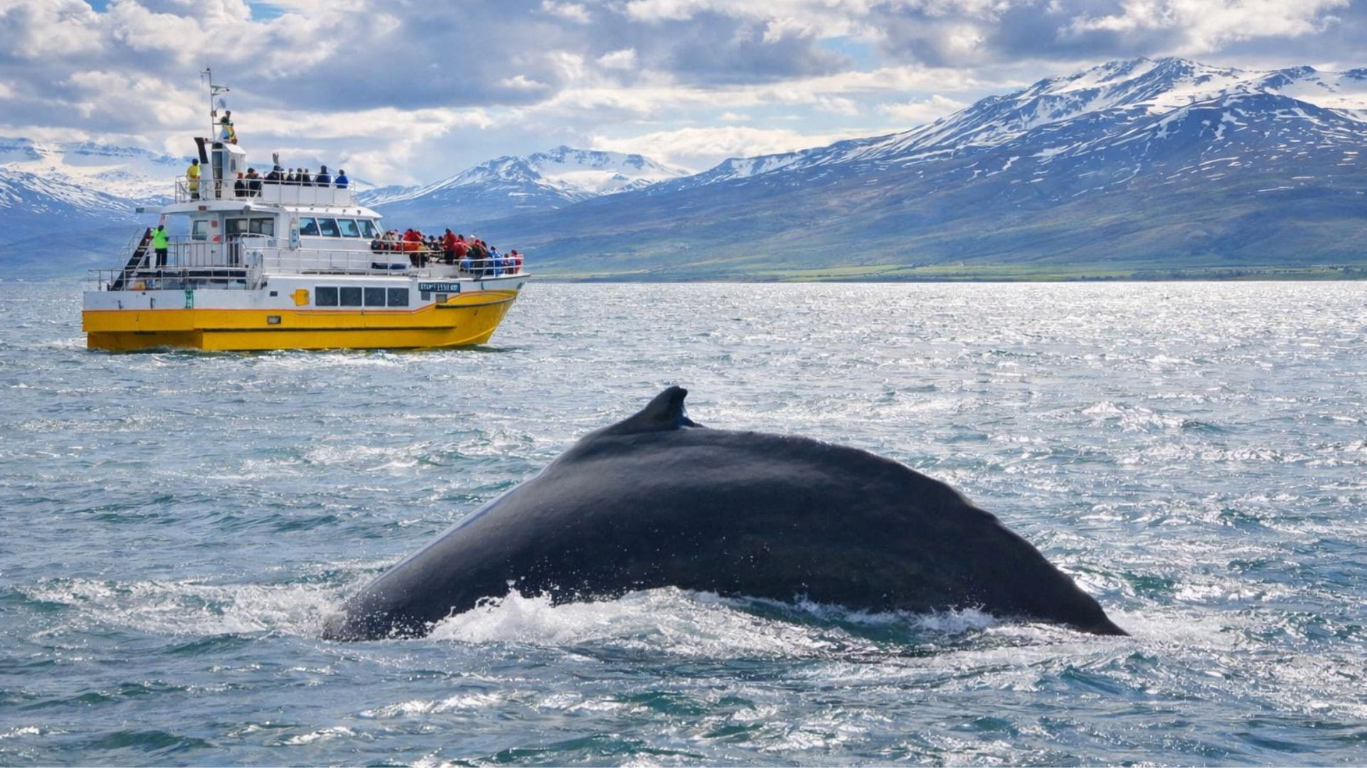 tour de avistamiento de ballenas en Akureyri